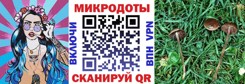 Псилоцибиновые грибы прущие грибы  Курильск 